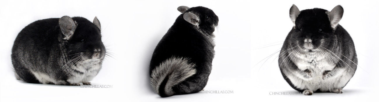 Feature Image for Black Velvet Chinchillas